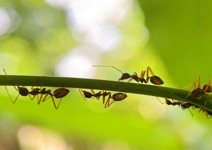 Dry to Keep Pests Out