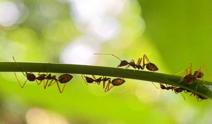 Dry to Keep Pests Out