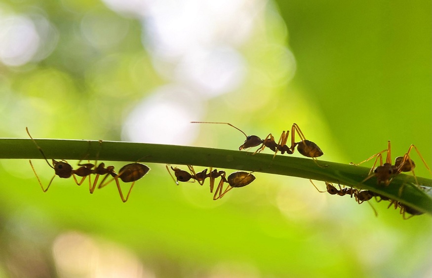 Dry to Keep Pests Out