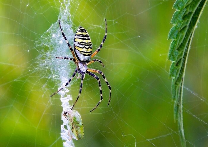 Spider Webs