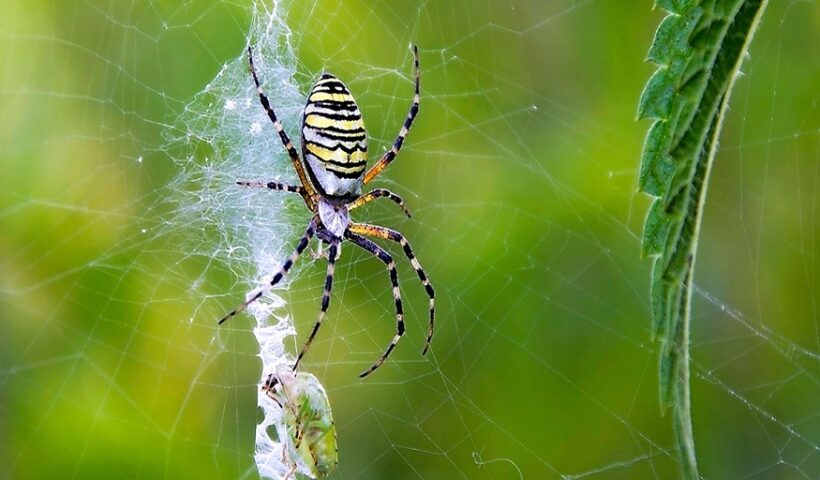 Spider Webs