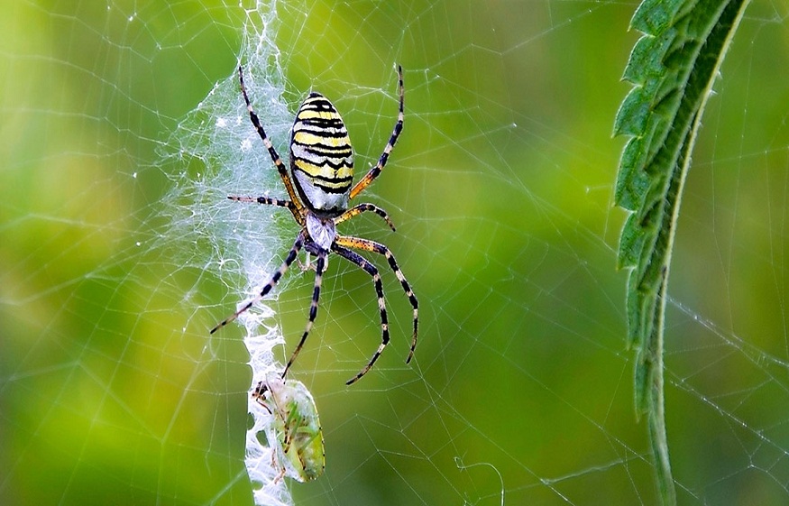 Spider Webs