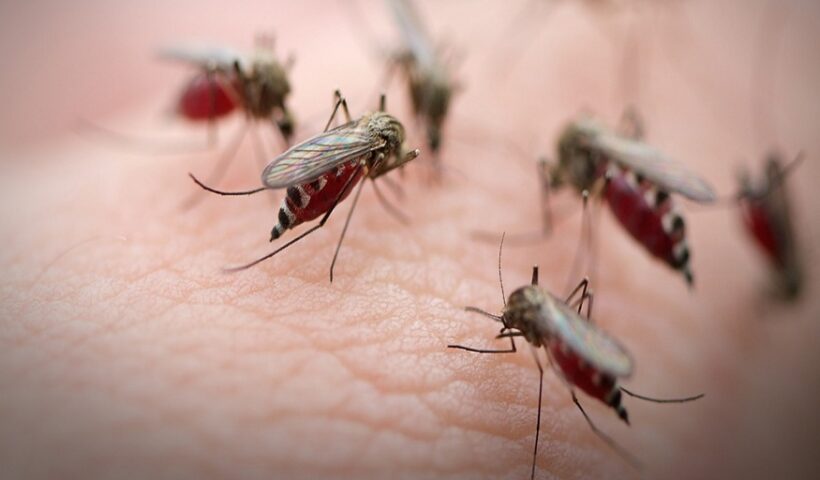 Controlling Mosquitoes in Your House