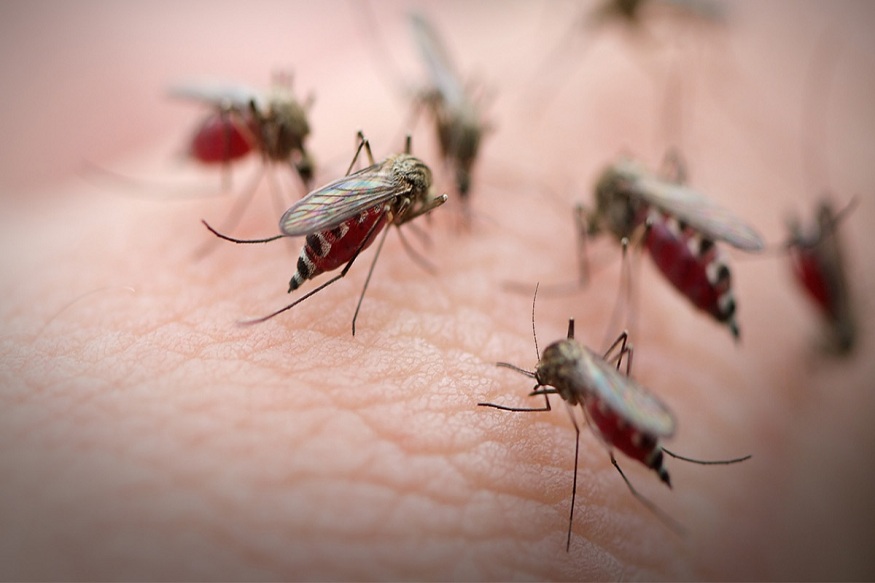 Controlling Mosquitoes in Your House