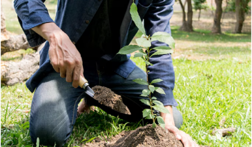 Plant Trees