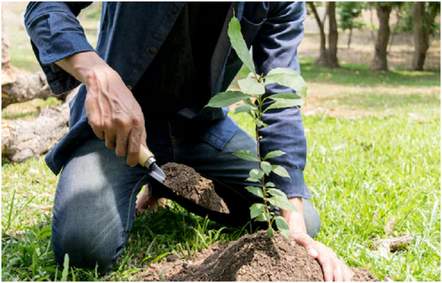 Plant Trees