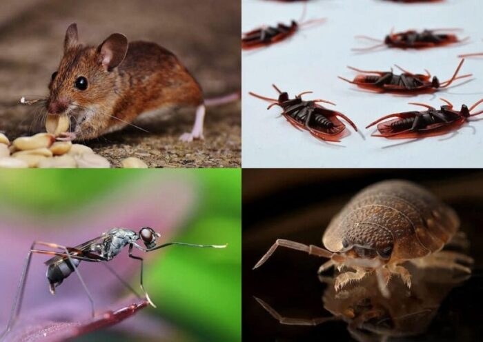 Anchor Pest Services