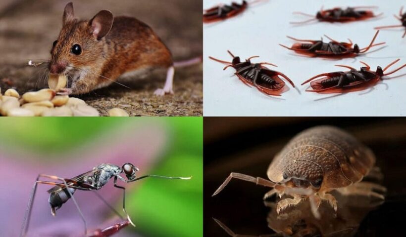 Anchor Pest Services