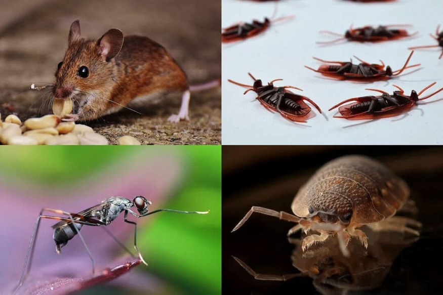 Anchor Pest Services