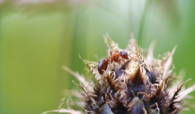 Green Mango Pest Control